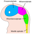 fr (الفرنسية)