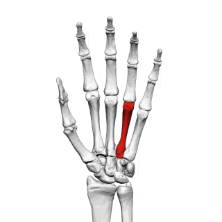 Fourth metacarpal bone