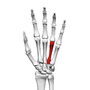 Thumbnail for Fourth metacarpal bone