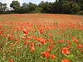 Français : (missing text) France, Aude (11), Limoux, champs de coquelicots