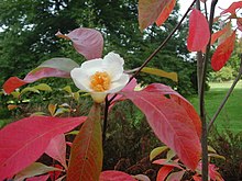 Franklinia alatamaha, Extinct in the wild Franklinia alatamaha.jpg