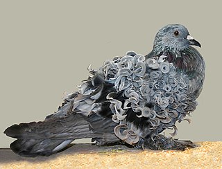 Frillback Breed of pigeon