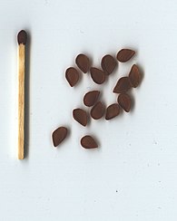 Pale flowered fritillary seeds (Fritillaria pallidiflora)