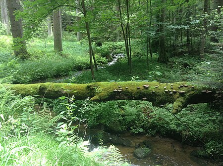 Frombach Unterlauf