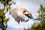 Gänsegeier „Gybsy“ bei der Flugvorführung