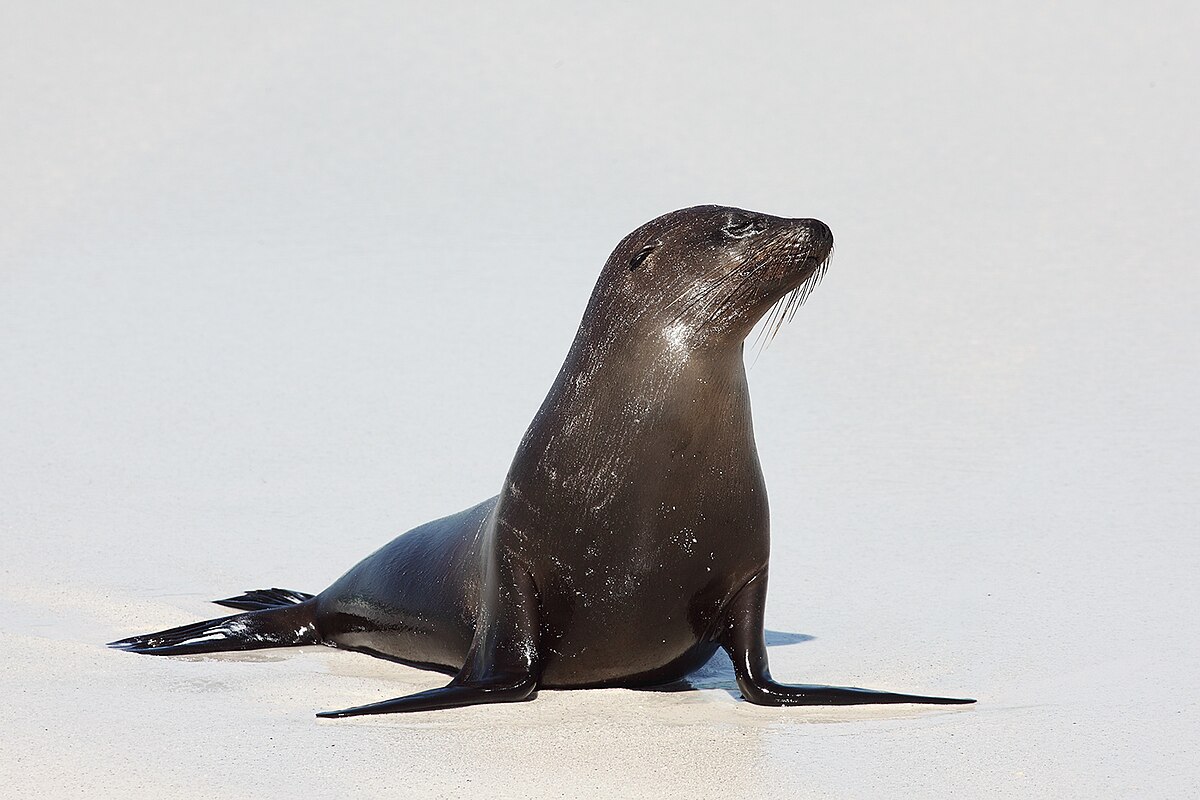 Otarie Des Galapagos Wikipedia