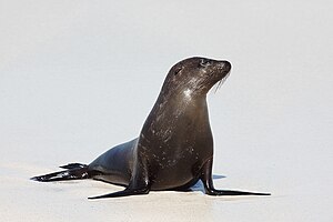 Galapagos Sea Lion.jpg