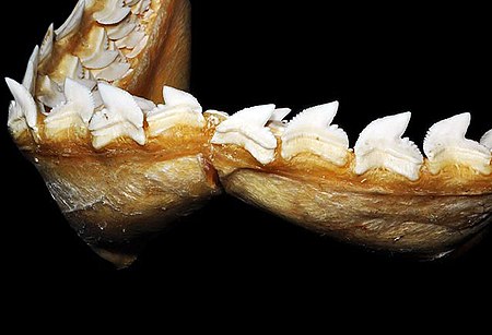 Galeocerdo cuvier lower teeth.jpg