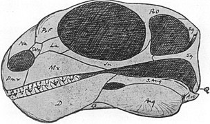 Reconstrucción del cráneo de Galepus jouberti, espécimen 5541.