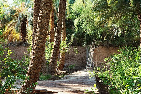 Garden in Shahdad.jpg