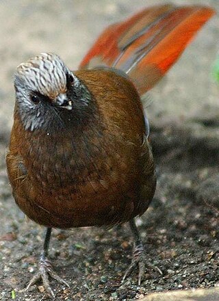 <span class="mw-page-title-main">Red-winged laughingthrush</span> Species of bird