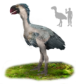 Qastornisin İnsanla ölçülərini müqayisə edən təsviri