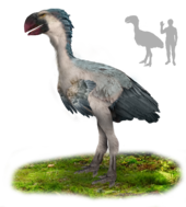 Restoration and size comparison Gastornis.png