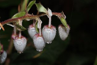   Gaultheria shallon