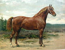 1898 lithograph of a Gelderlander with the traditional white bridle without a cavesson Gelderlander.jpg