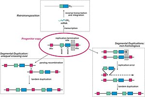 Gene Duplication.jpg