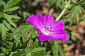 * Nomination Long-flowering ground cover strong geranium. --Famberhorst 05:26, 15 May 2018 (UTC) * Promotion Good quality.--GT1976 06:33, 15 May 2018 (UTC)