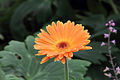 Gerbera jamesonii de color anaranjado