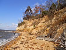 Puritan tiger beetle habitat in the Chesapeake bay Girl Scouts of the Chesapeake Bay Protect Threatened Puritan Tiger Beetle (14968209691).jpg