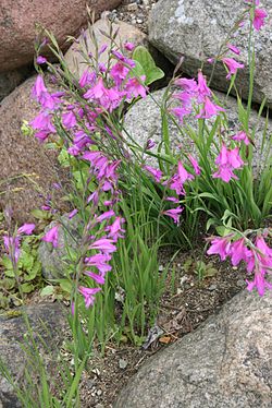 Mørkerød gladiolous (G. illyricus)