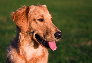 Golden Retriever: Caratteristiche, Storia, Aspetto