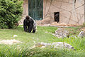 * Nomination Gorilla gorilla gorilla (Western lowland gorilla) male au ZooParc de Beauval à Saint-Aignan-sur-Cher, France. -- Medium69 13:04, 29 January 2016 (UTC) * Decline Composition and level of detail not convincing, sorry --A.Savin 16:13, 31 January 2016 (UTC)