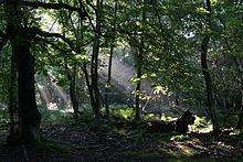 Woodland in the reserve Gosforth Park Nature Reserve - geograph.org.uk - 93167.jpg