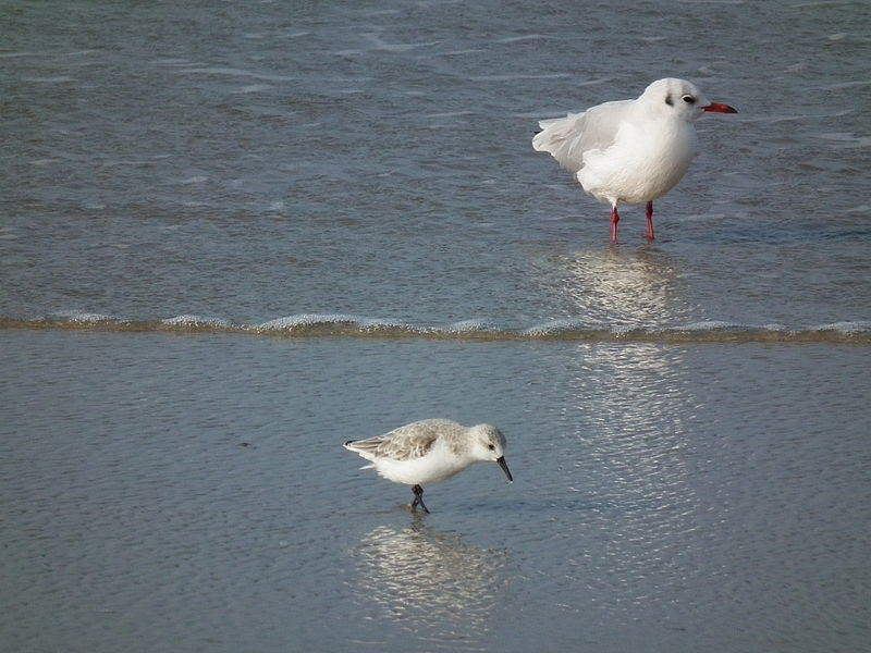 File:Größenvergleich Sanderling Lachmöwe.JPG