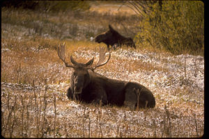 Grand Teton National Park and John D. Rockefeller, Jr. Memorial Parkway GRTE3364.jpg