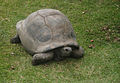 Tortue sur l'ile Grande Soeur aux Seychelles