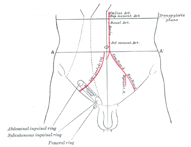 INGUINAL CANAL INGUINAL HERNIA & MALE EXTERNAL GENITALIA - ppt video online  download
