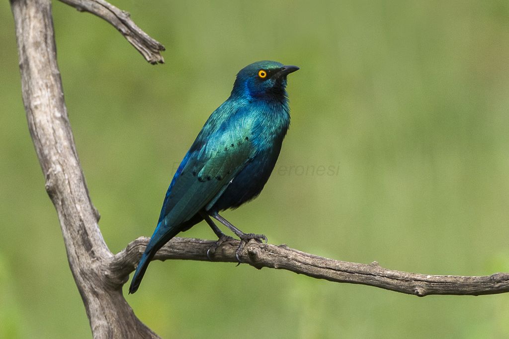 Greater Blue-eared Glossy-Starling - Kenya S4E8625-Edit (22613366350).jpg