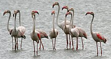 Greater flamingo, Phoenicopterus roseus Greater Flamingoes (Phoenicopterus roseus) W2 IMG 9616.jpg