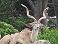 Greater Kudu