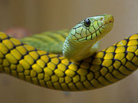Green, yellow snake.jpg