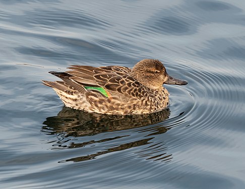 Female green-winged teal in the Central Park Reservoir