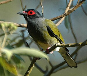 Figbirdo, masklo ĉe tombejo Samsonvale, SOr Kvinslando, Aŭstralio