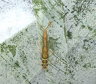 <i>Haploperla brevis</i> Species of stonefly