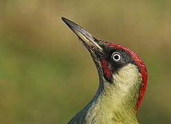 Gros plan sur la tête d'un oiseau de profil, montrant ses motifs colorés et son bec pointu.