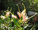 Grevillea Wald Rambler.jpg