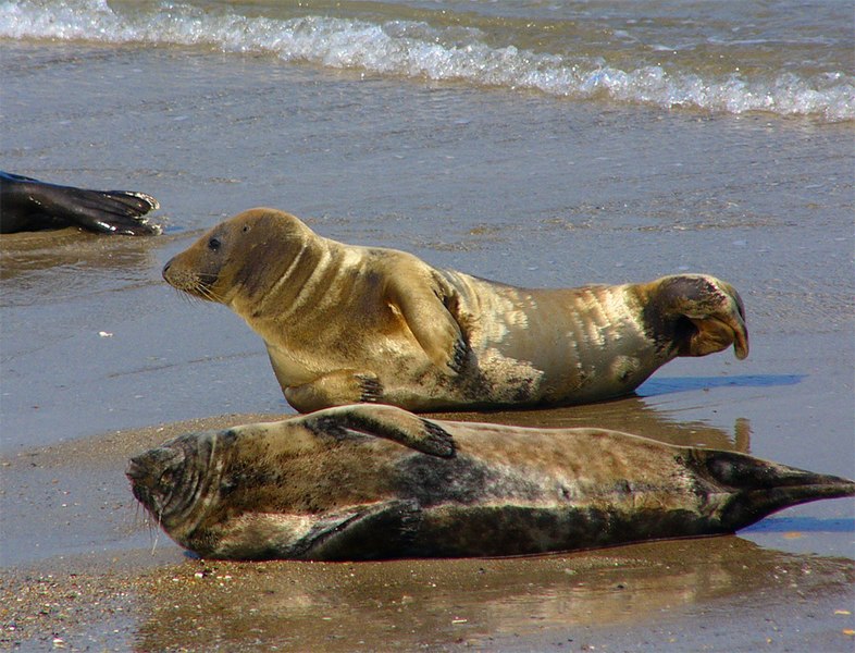 File:Grey Seal Halichoerus grypus pup.jpg