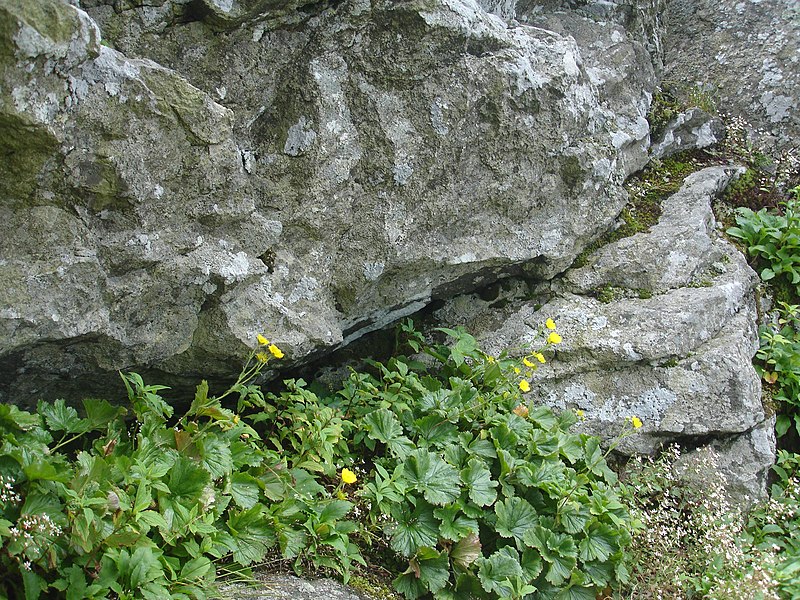 File:Group of blooming spreading avens (5389606197).jpg