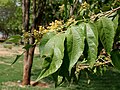 leaves and flowers