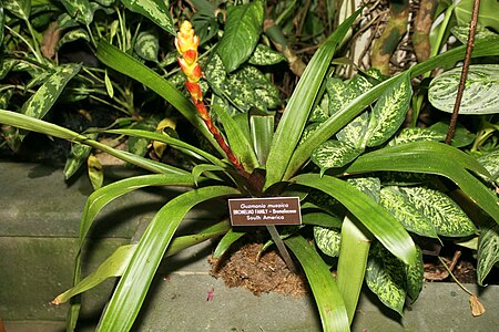 Guzmania_musaica