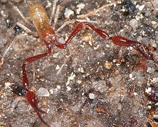 <span class="mw-page-title-main">Larcidae</span> Family of pseudoscorpions