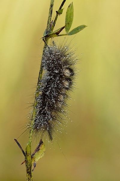 Datei:Gynaephora selenitica caterpillar - Keila.jpg