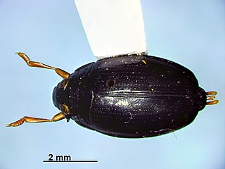 <i>Gyrinus gibber</i> Species of beetle