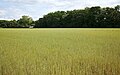 * Nomination View of a flax field, Rue de la Lys, in Halluin, France --Velvet 06:34, 19 July 2023 (UTC) * Promotion Good quality. --KaiBorgeest 21:35, 26 July 2023 (UTC)