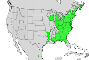 Description de l'image Hamamelis_virginiana_map.png.