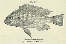 Haplochromis angustifrons.jpg